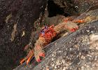 Squat lobster